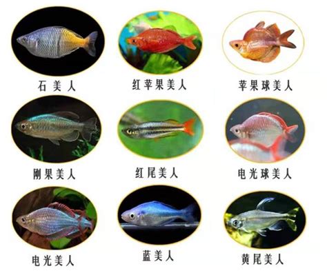 最容易養的魚